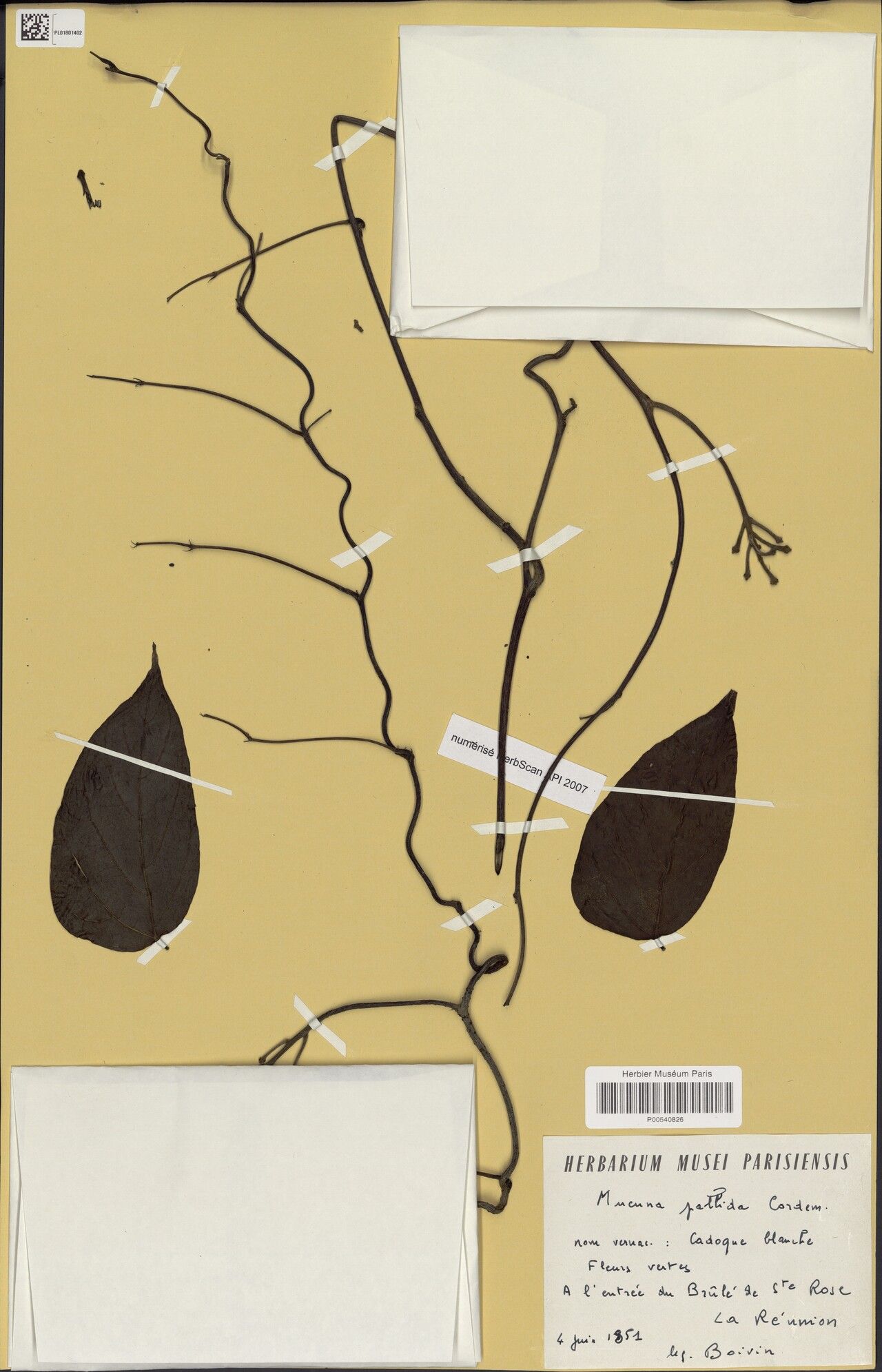 Mucuna pallida — search result for 'Mucuna'