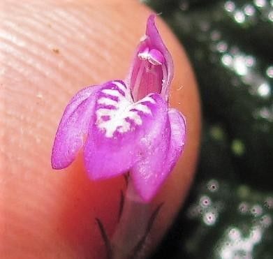 Justicia metallica — search result for 'Justicia'