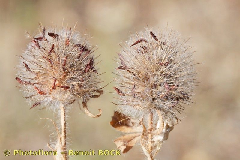 Trifolium diffusum fruit