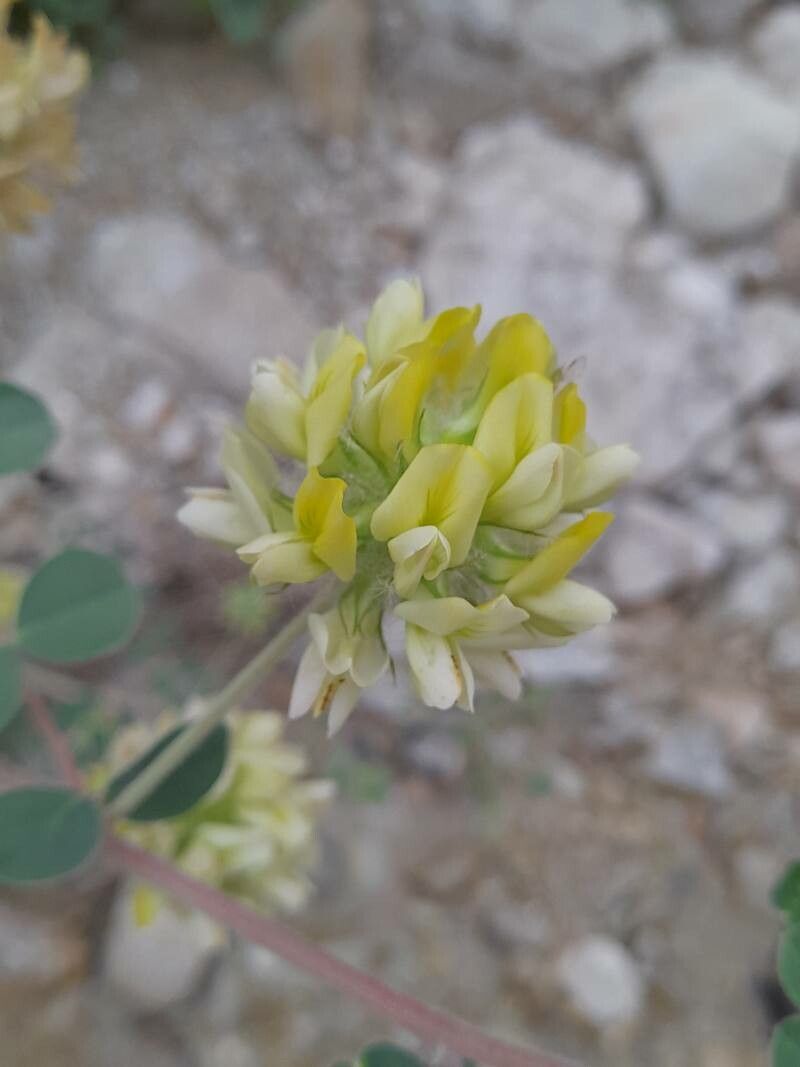 Astragalus obtusifolius flower