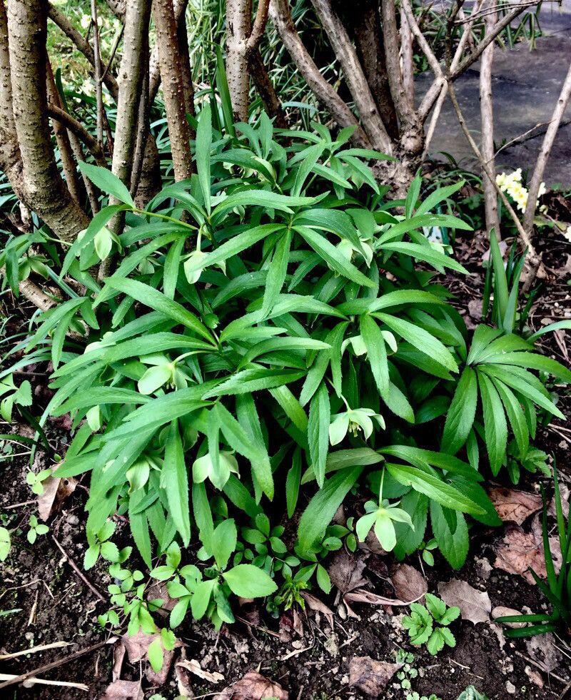 Helleborus dumetorum habit