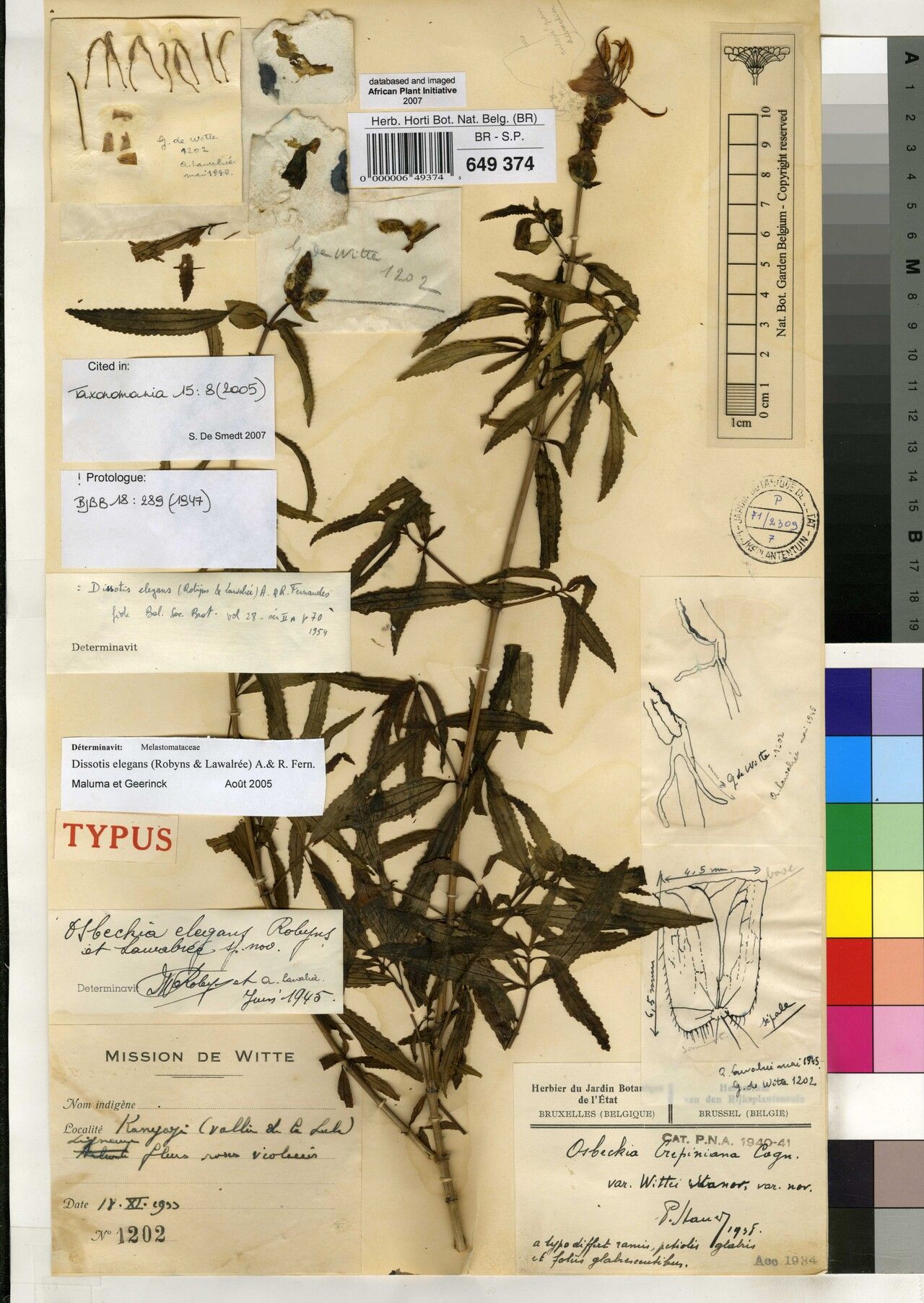 Dissotis elegans — related species from the same genus