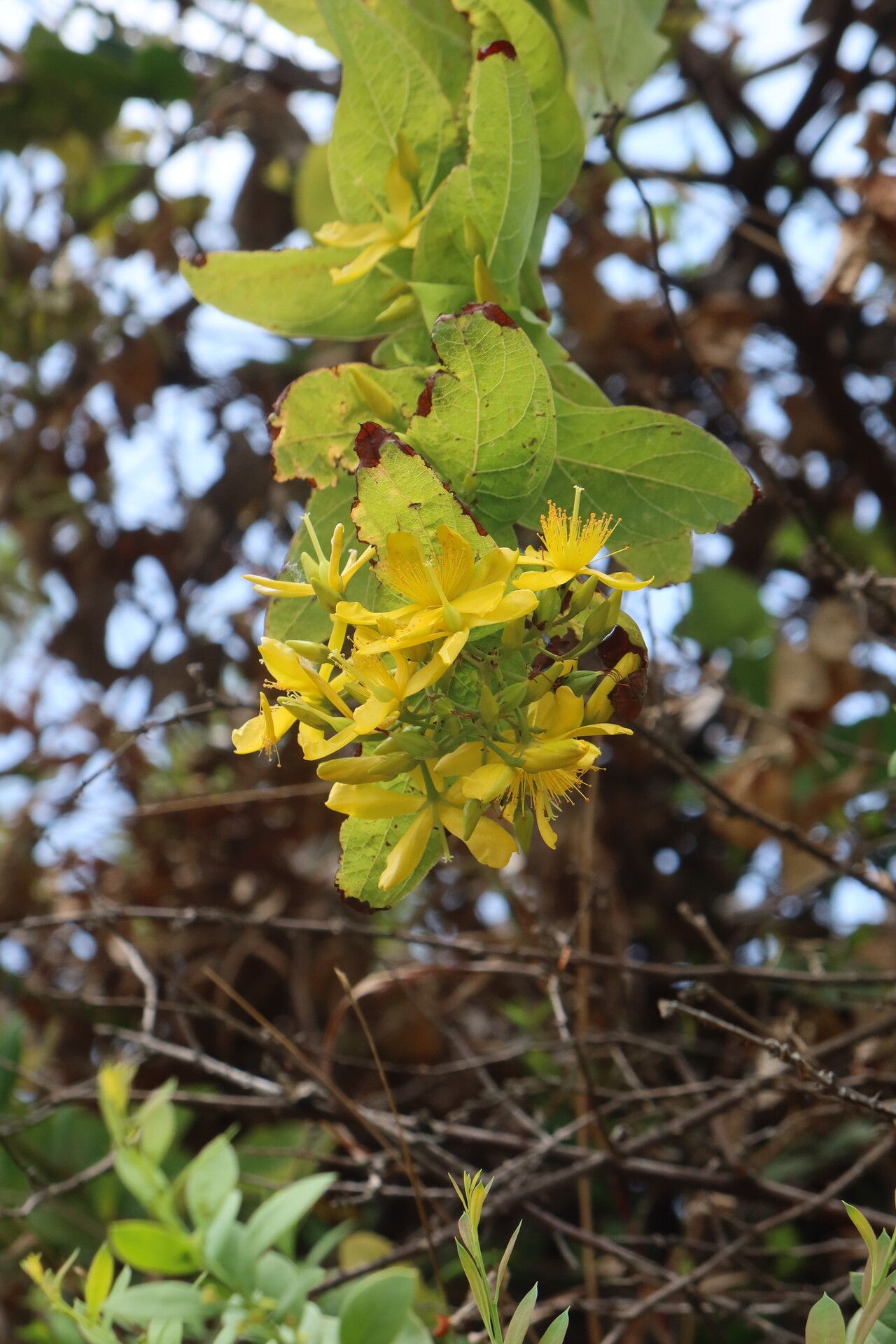 Hypericum griffithii flower
