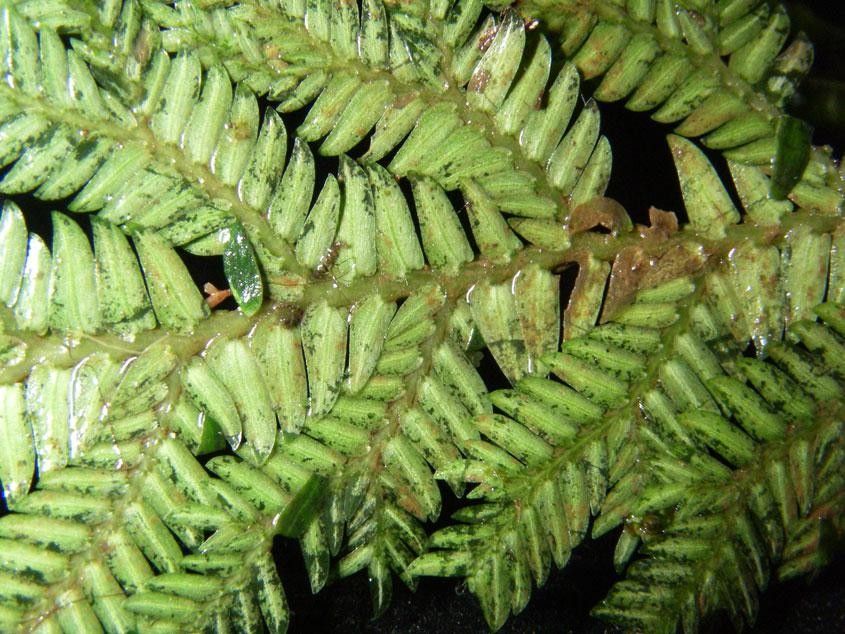 Selaginella oaxacana leaf