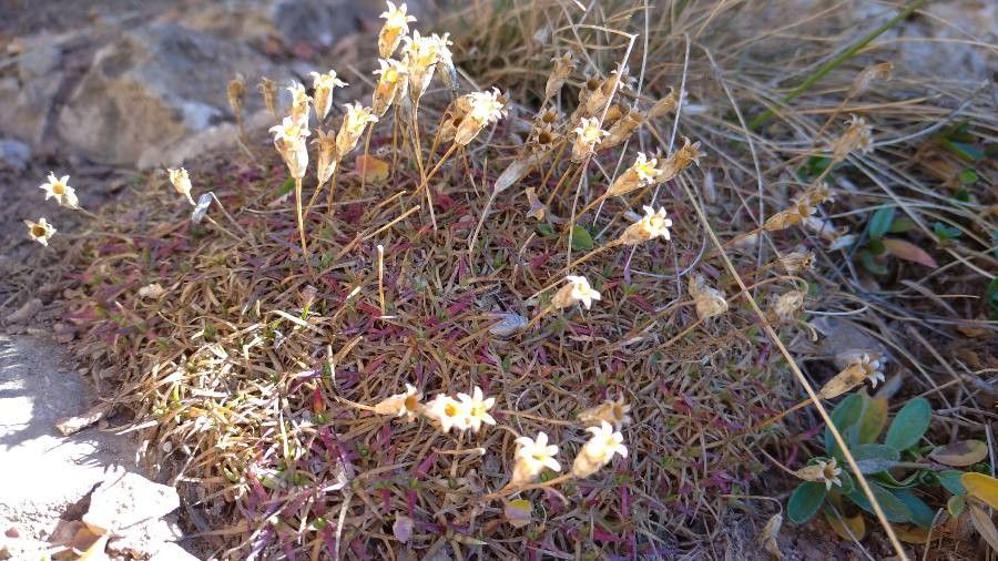 Saxifraga fragosoi fruit