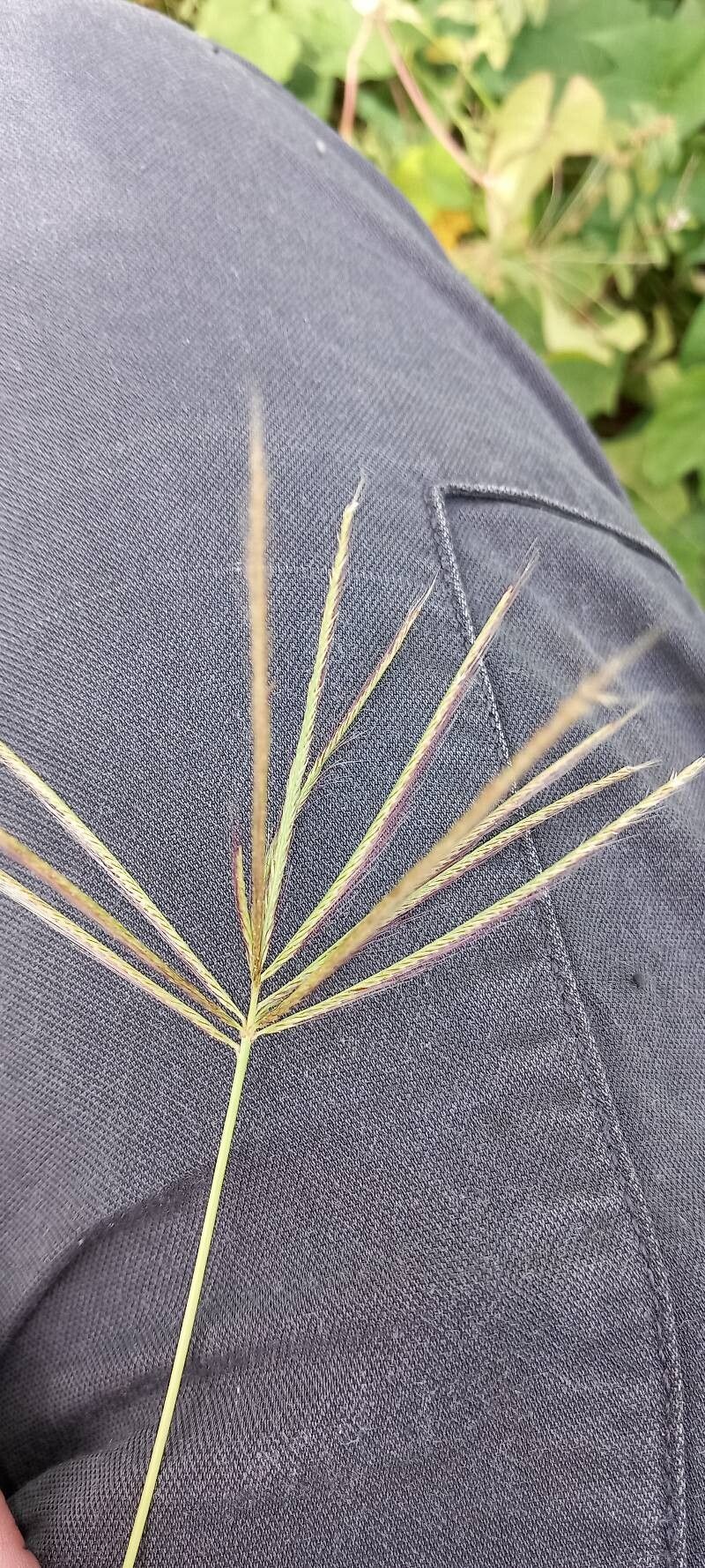 Chloris radiata — houseplant care guide