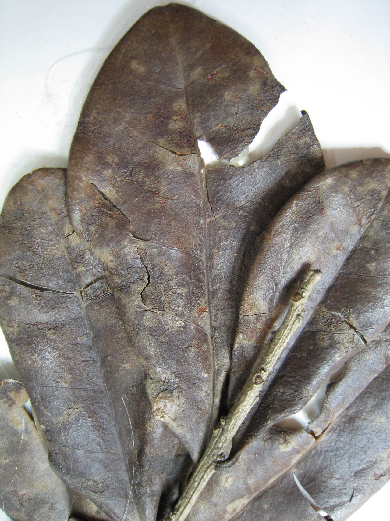 Ilex guianensis other