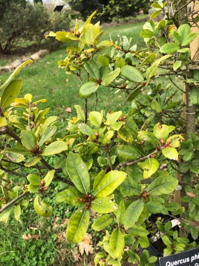 Quercus phillyreoides leaf