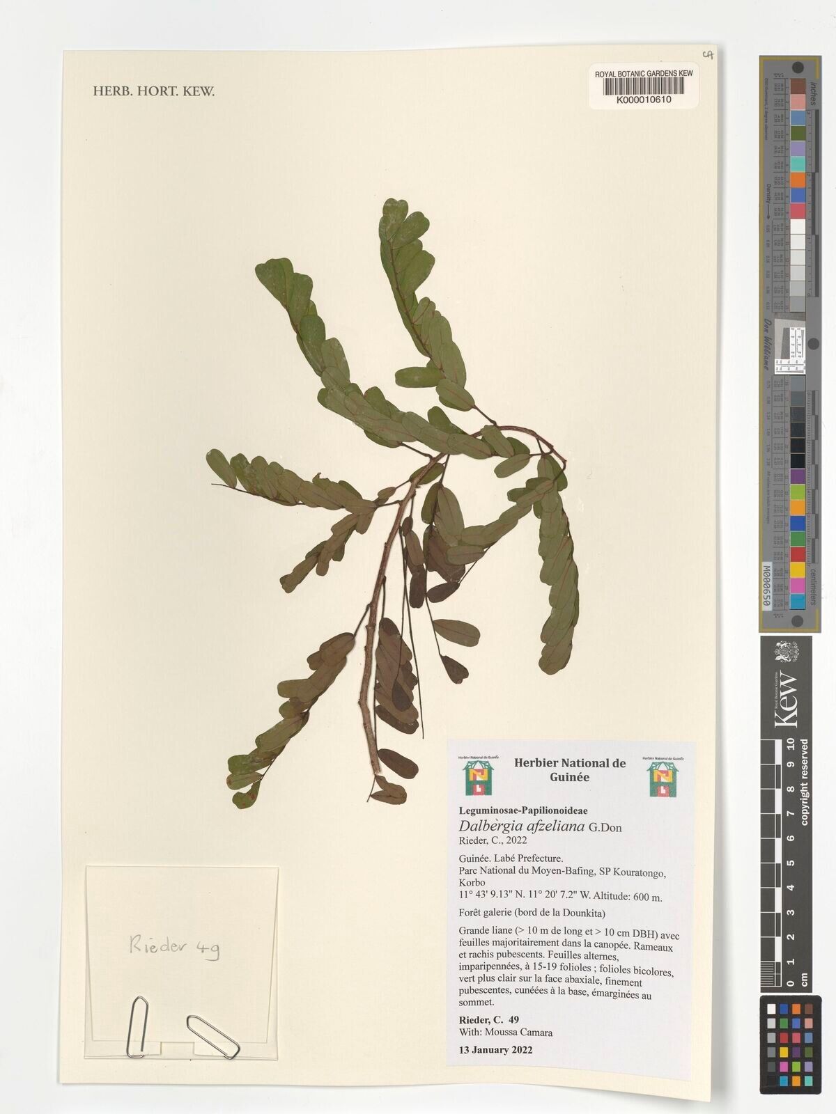 Dalbergia afzeliana other