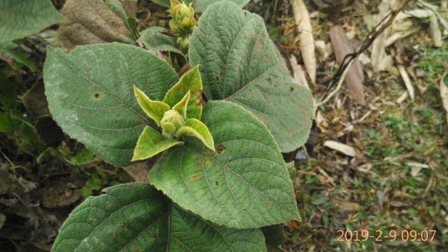Clerodendrum infortunatum leaf