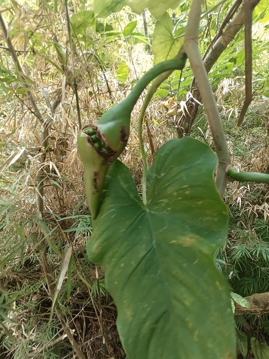 Philodendron jacquinii — houseplant care guide