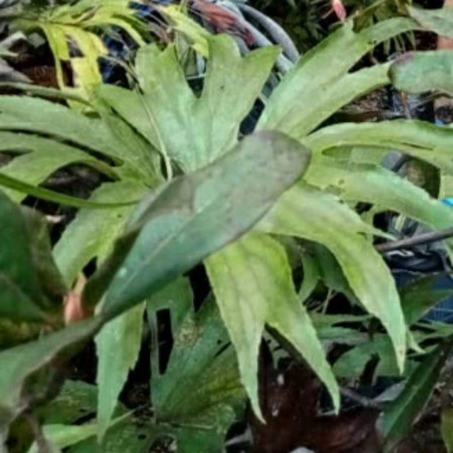 Dipteris conjugata leaf