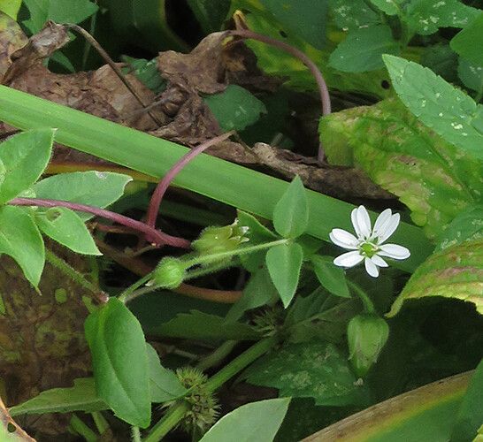 Myosoton aquaticum fruit