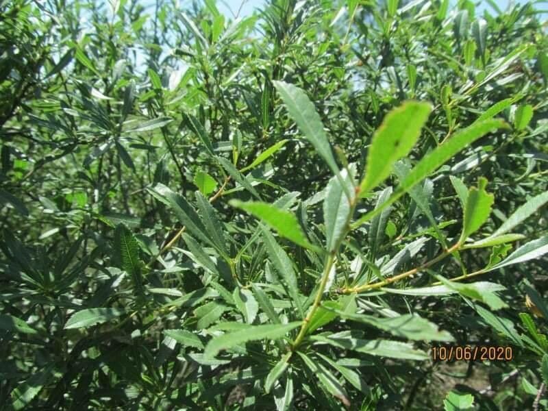 Kageneckia lanceolata habit