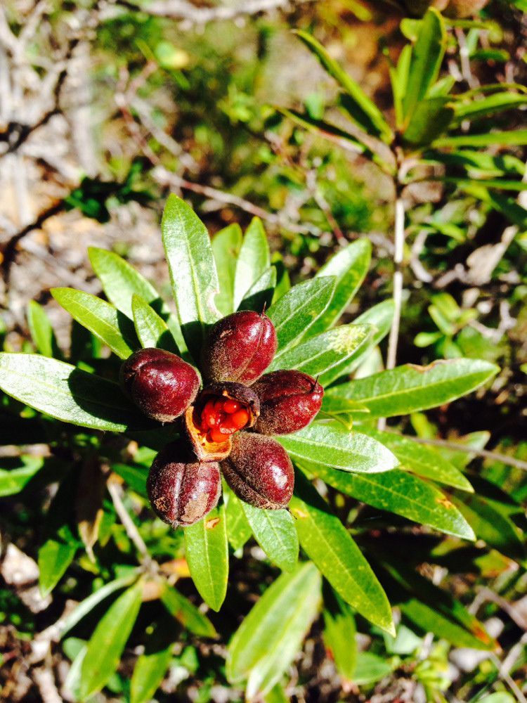 Pittosporum koghiense fruit