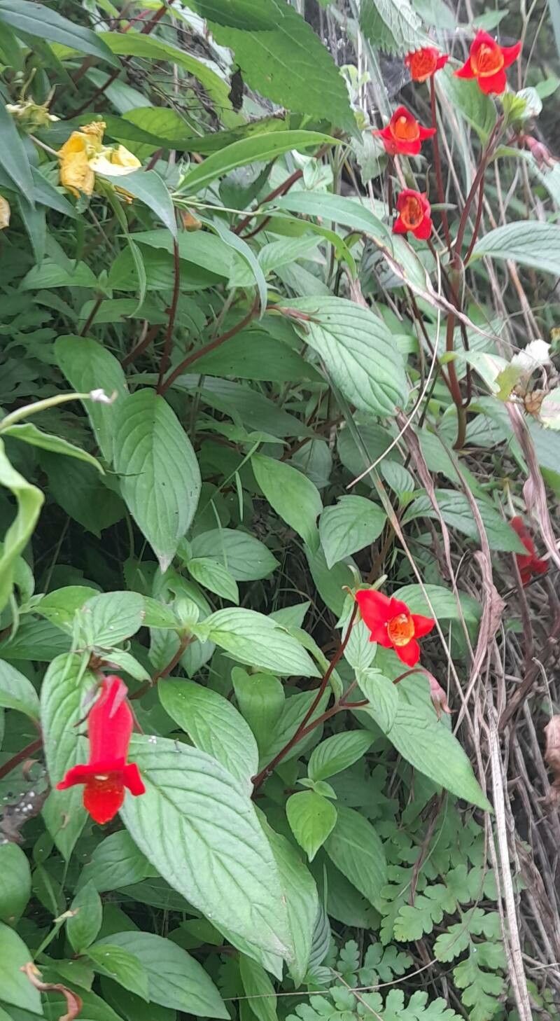 Seemannia nematanthodes habit