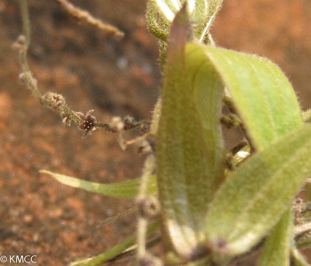 Dioscorea soso — houseplant care guide