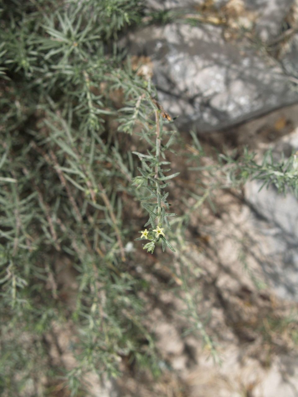 Euploca torreyi habit