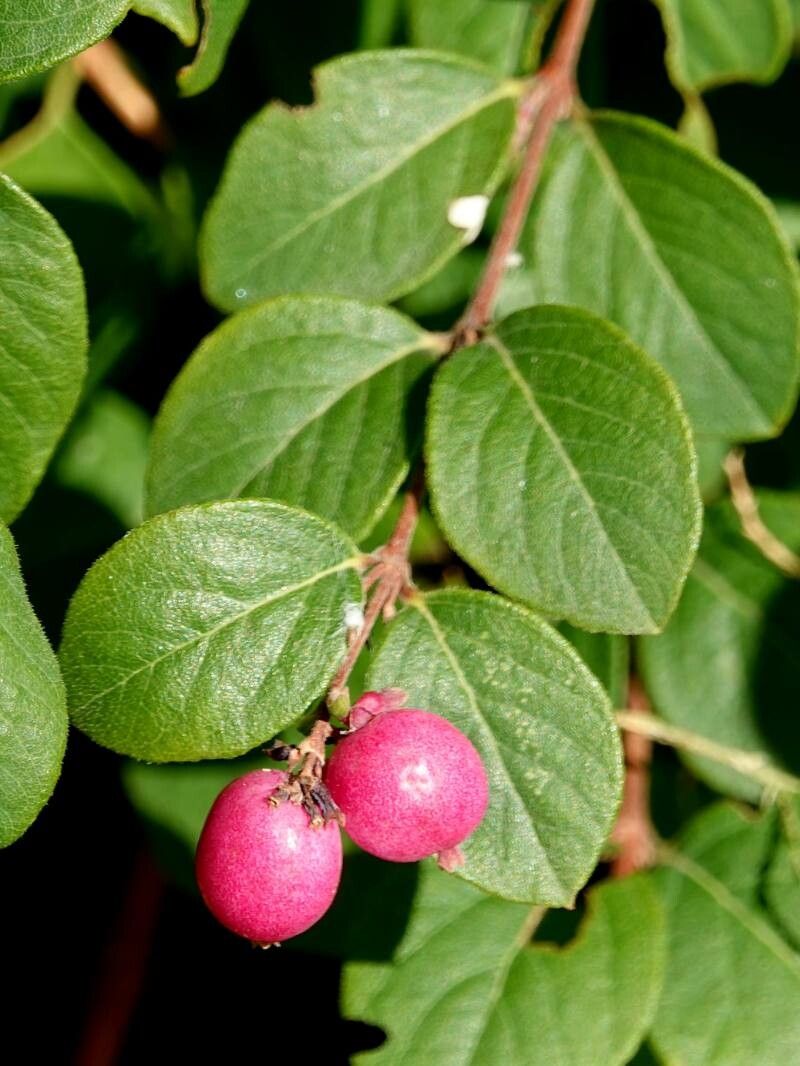 Symphoricarpos × chenaultii leaf