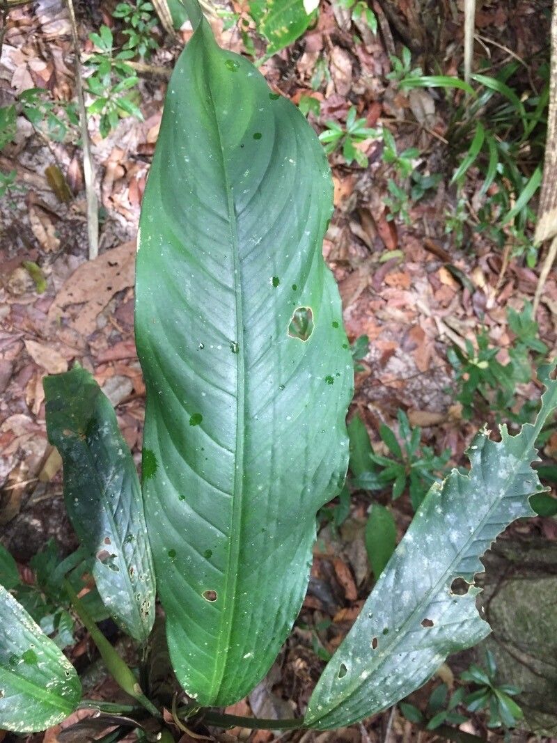 Dieffenbachia paludicola — houseplant care guide