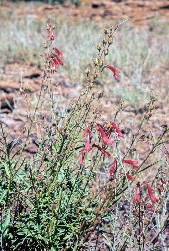 Penstemon rostriflorus flower