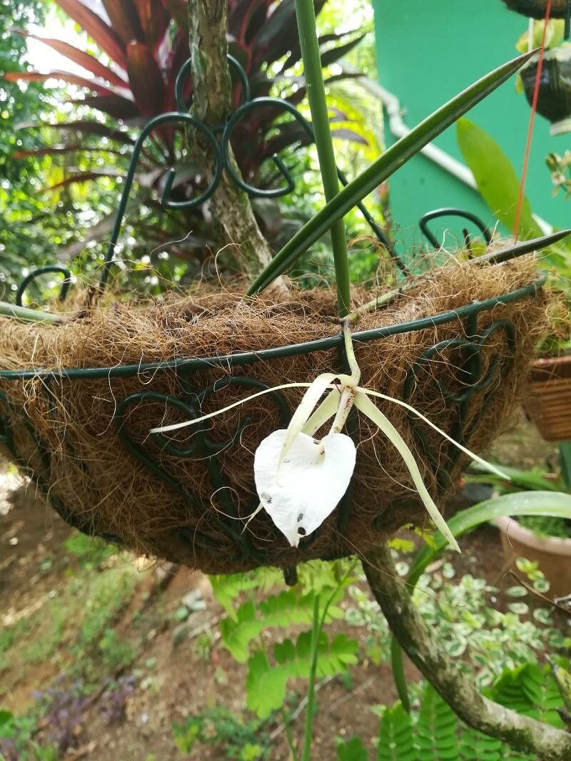 Brassavola acaulis leaf