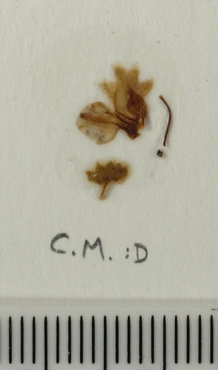 Isodon ternifolius other