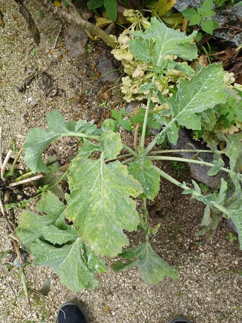 Euphorbia veneris — houseplant care guide