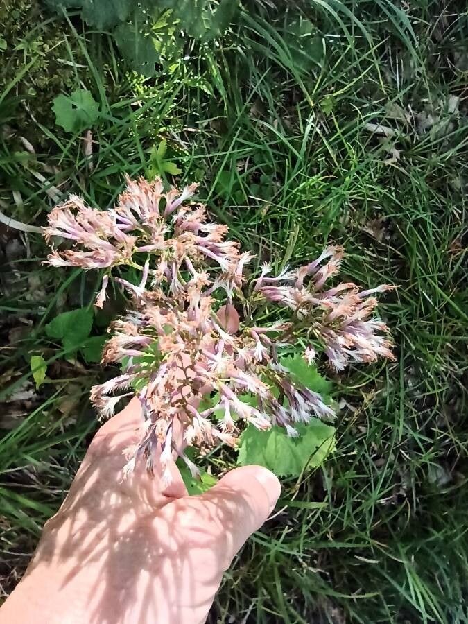 Adenostyles alpina fruit