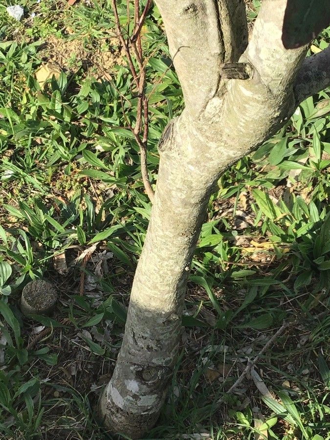 Eucalyptus nitens bark