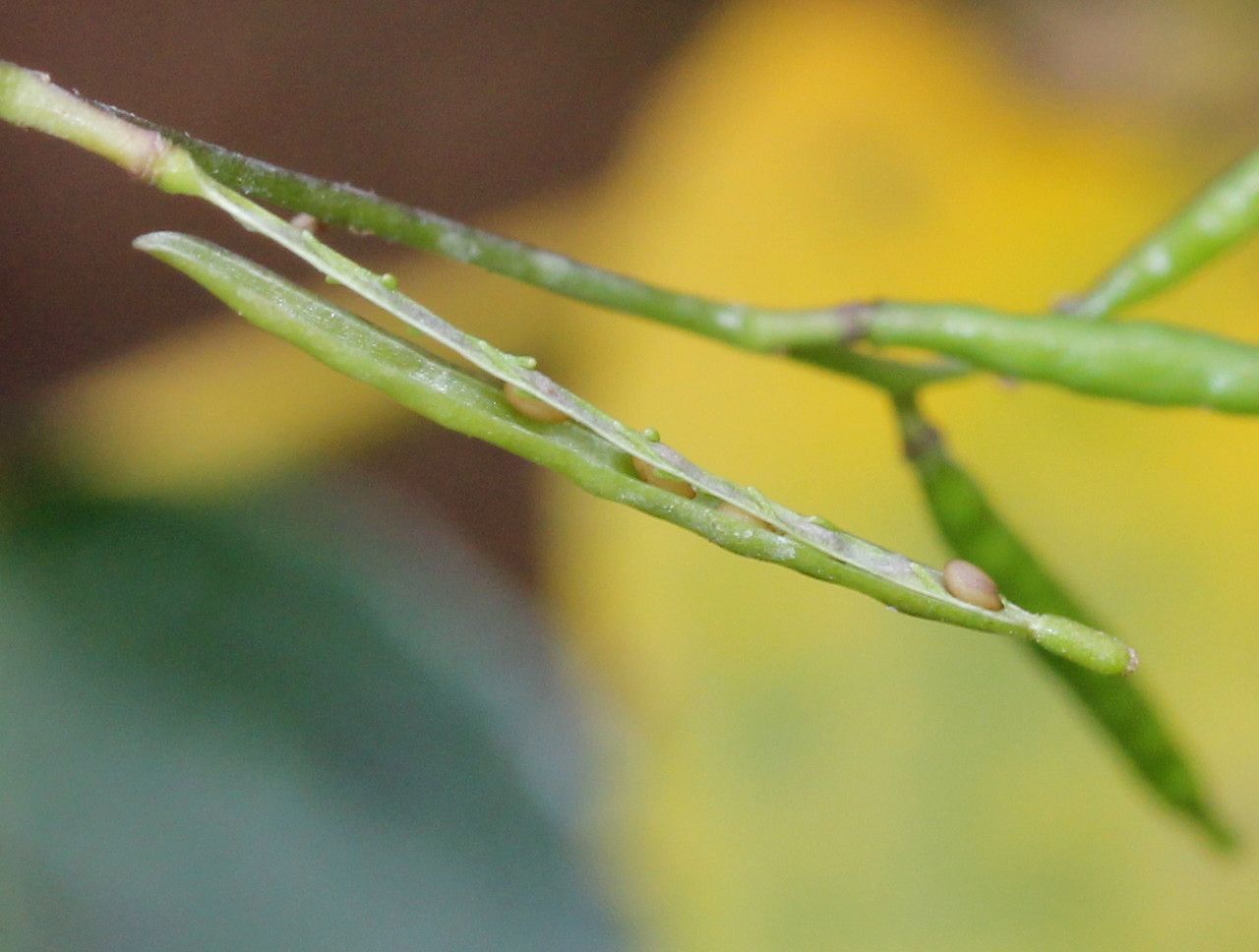 Diplotaxis viminea fruit