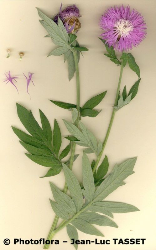 Psephellus hypoleucus — related species from the same genus