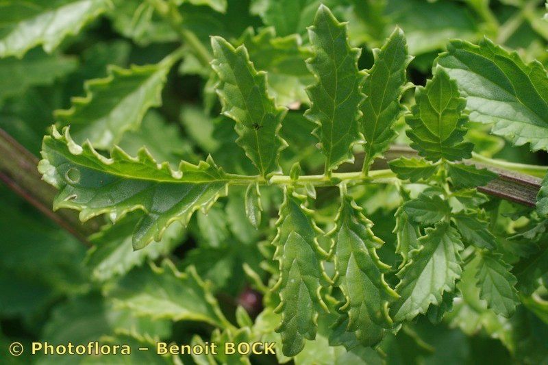 Scrophularia sublyrata — search result for 'Scrophularia'
