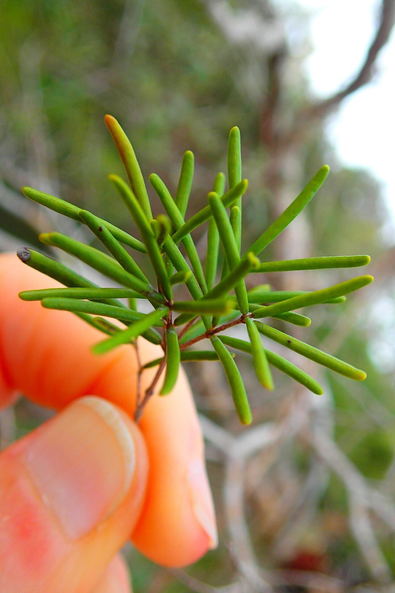 Eugenia ericoides leaf