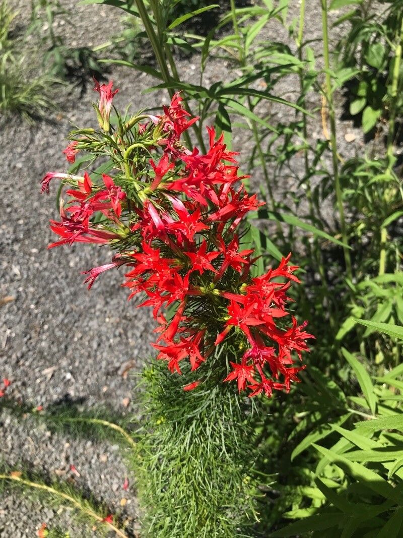Ipomopsis rubra habit
