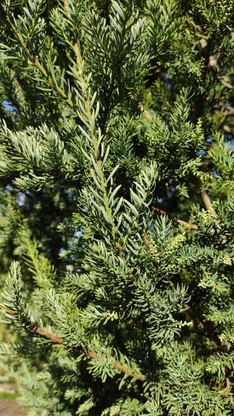 Prumnopitys andina leaf