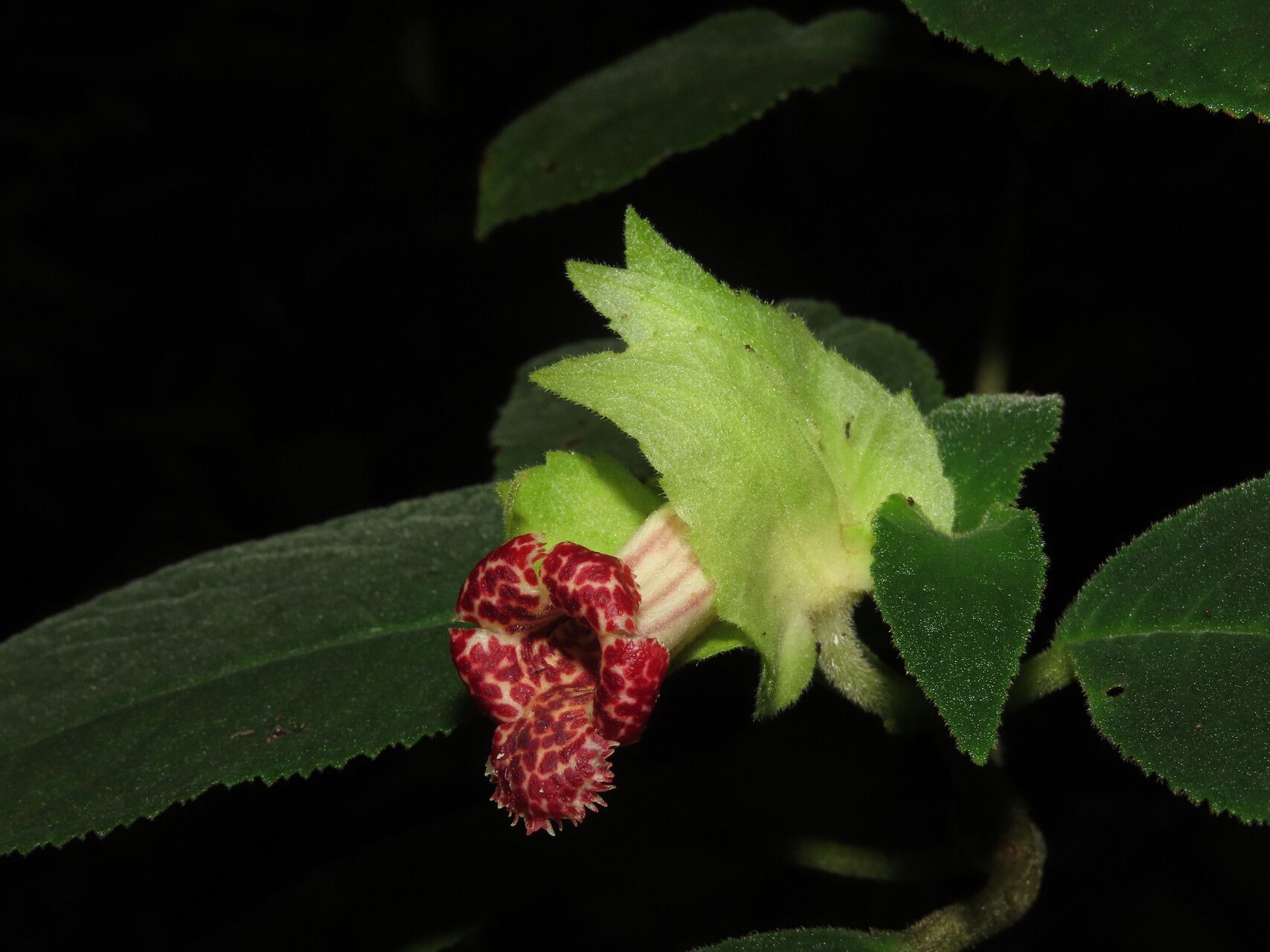 Drymonia tomentulifera flower