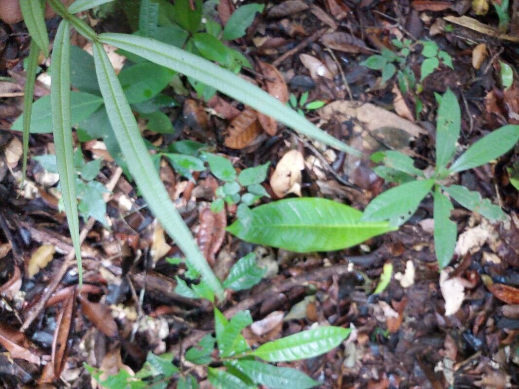 Inga longiflora — houseplant care guide