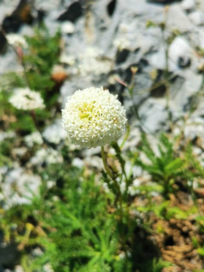 Santolina benthamiana flower