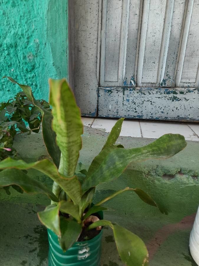 Sansevieria aethiopica