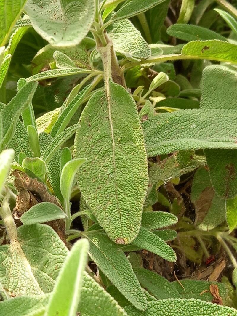 Salvia candelabrum leaf
