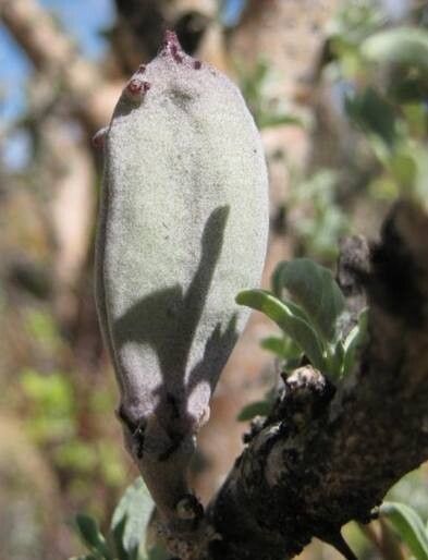 Sesamothamnus guerichii fruit