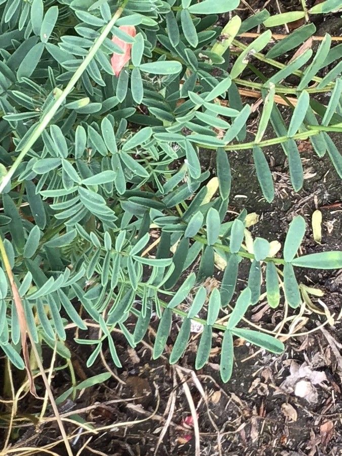 Hippocrepis balearica — related species from the same genus