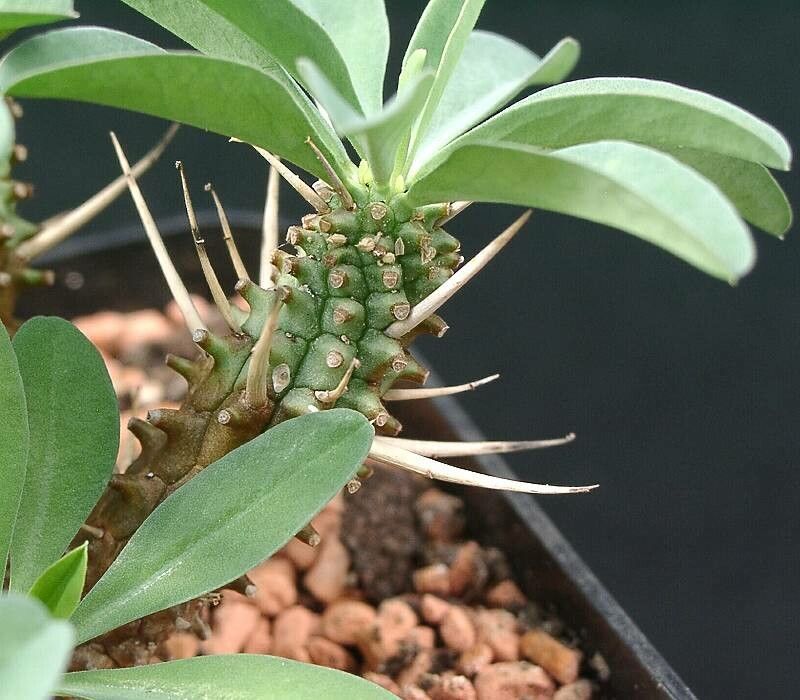 Euphorbia eustacei — houseplant care guide