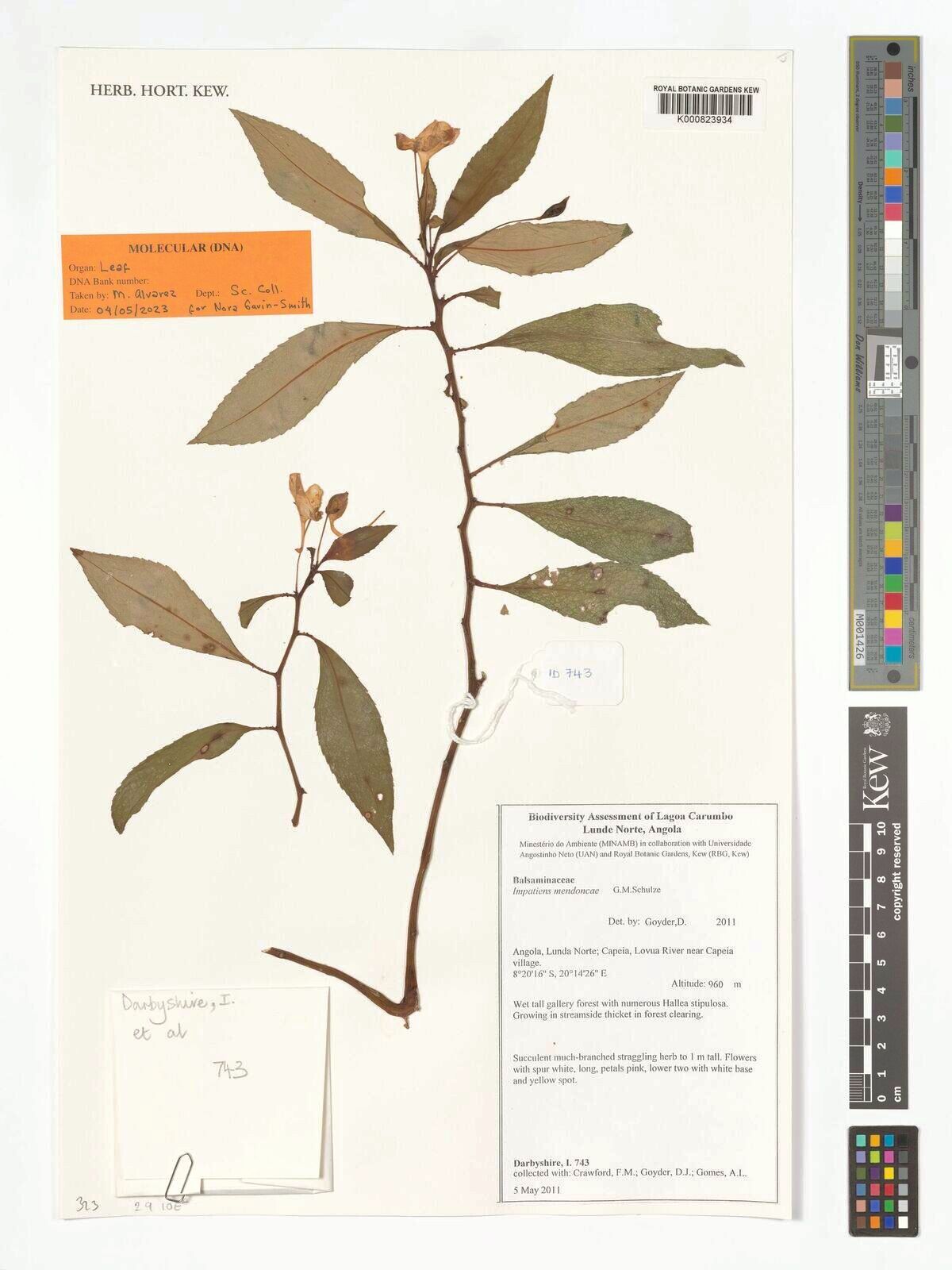 Impatiens mendoncae — houseplant care guide