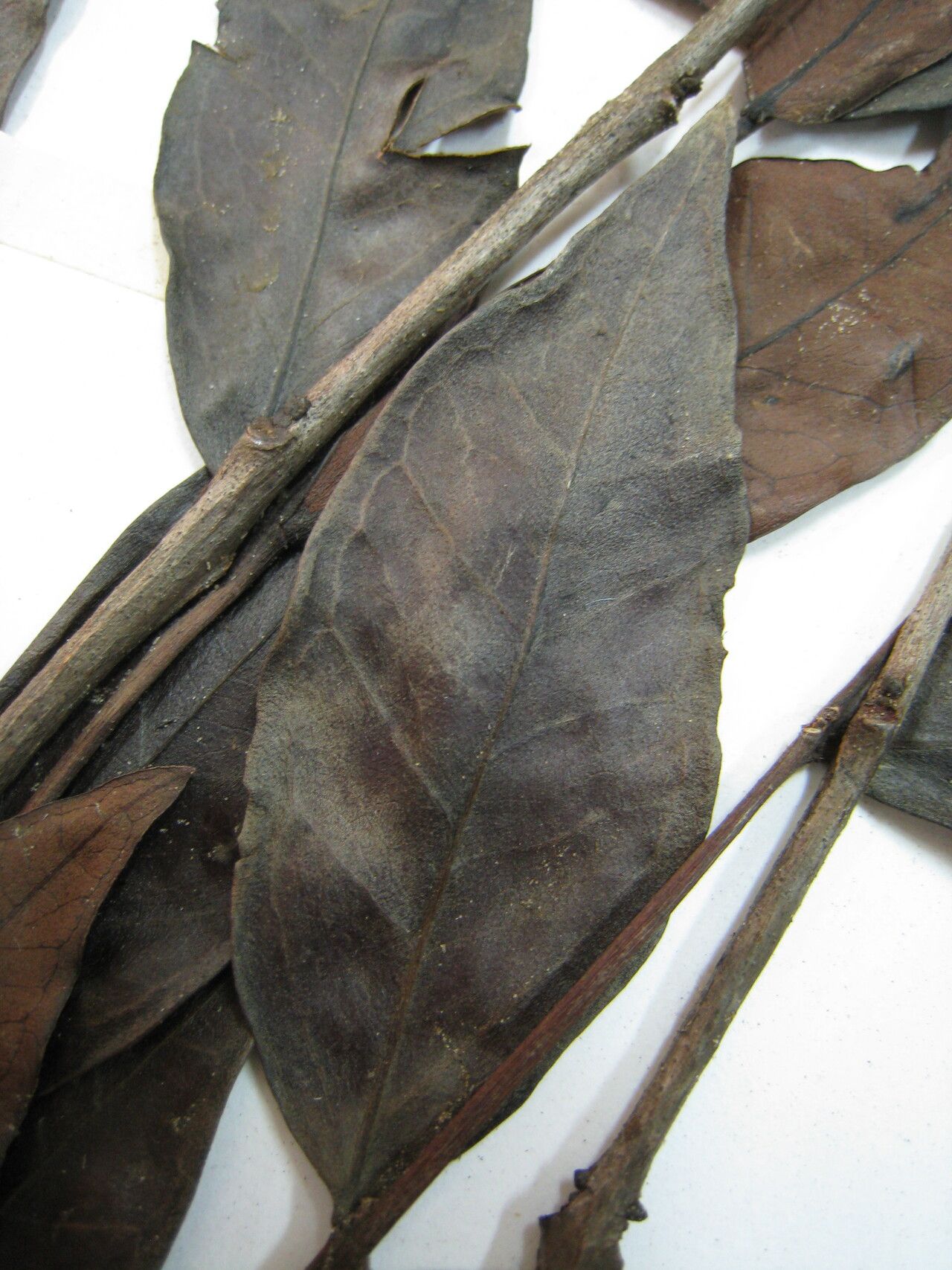 Psidium oligospermum other