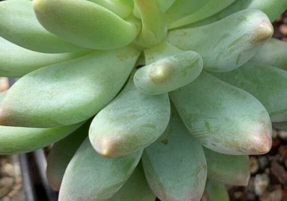 Pachyphytum huastecanum — houseplant care guide
