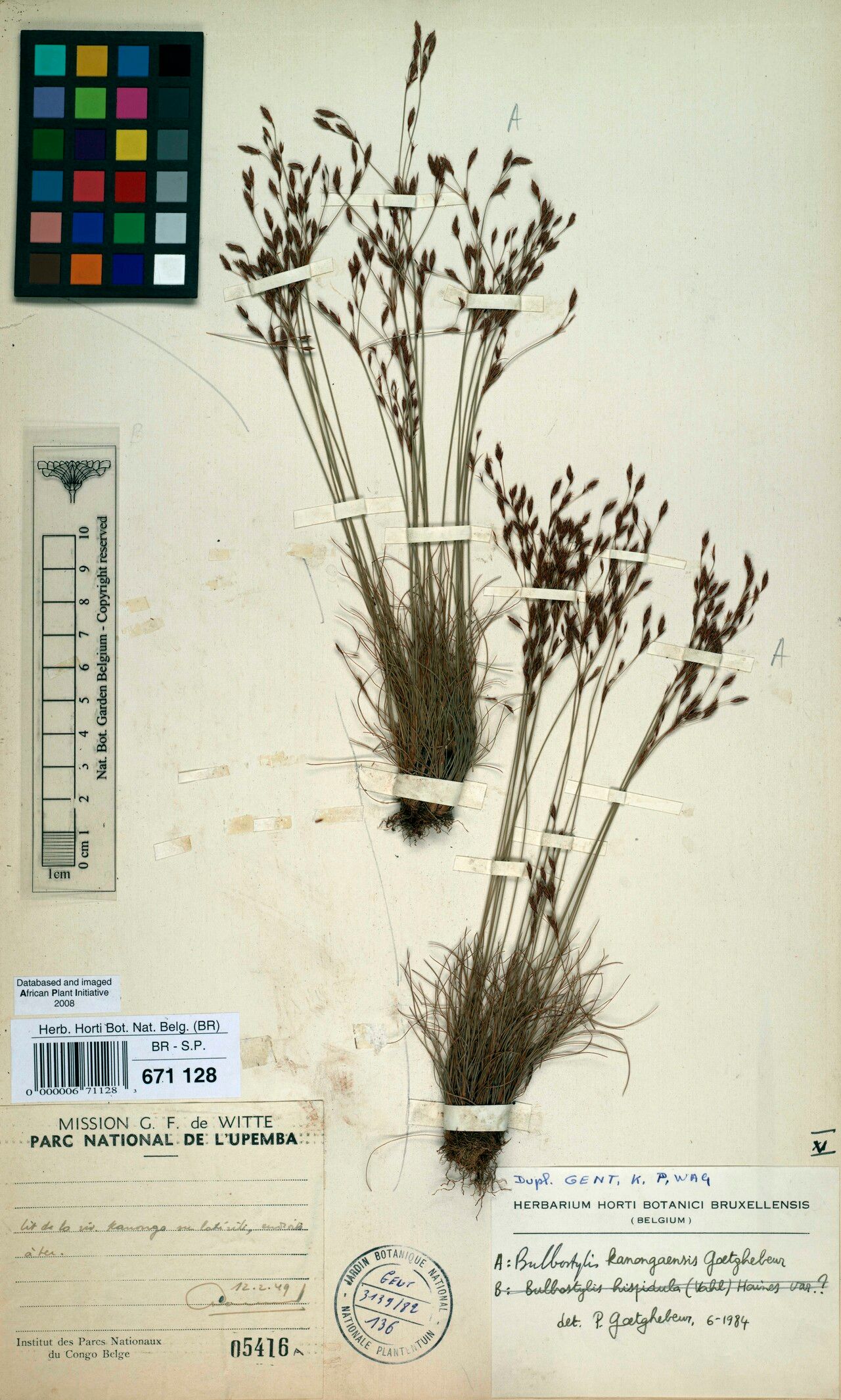 Bulbostylis kanongaensis — houseplant care guide