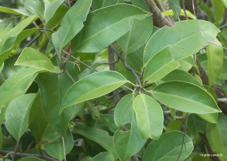 Oxera glandulosa habit