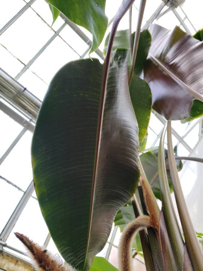 Heliconia vellerigera — search result for 'Heliconia'